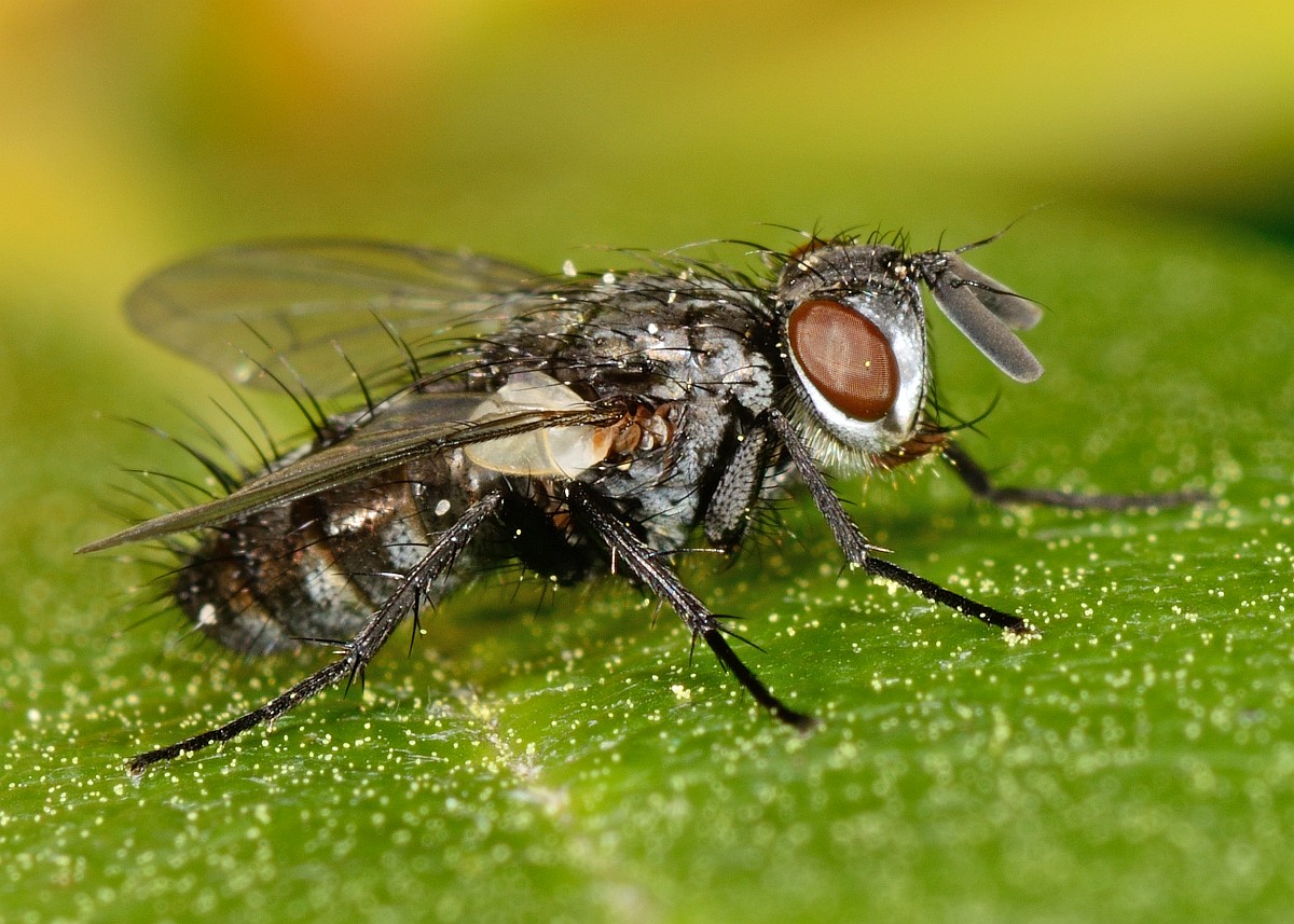 Tachinidae